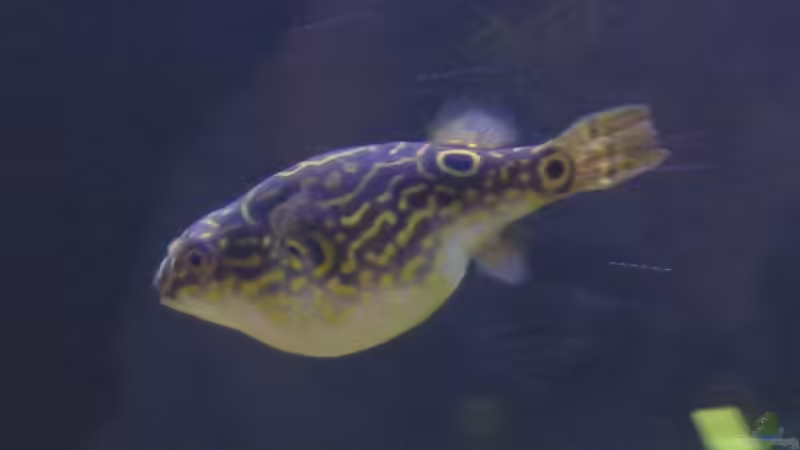 Besatz im Aquarium Becken 1617 von Sonja Möller (5)