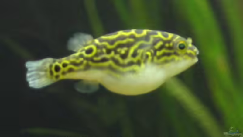 Besatz im Aquarium Becken 1617 von Sonja Möller (6)