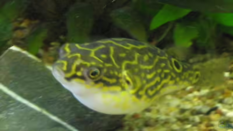 Besatz im Aquarium Becken 1617 von Sonja Möller (7)