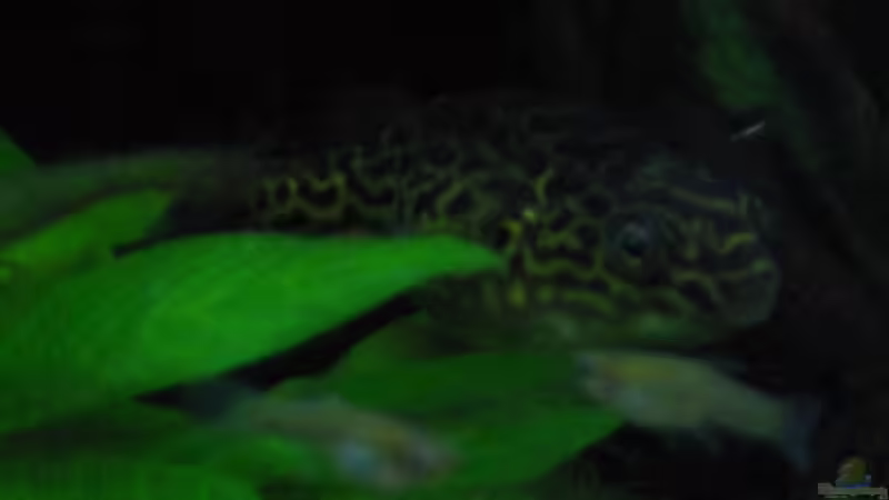 Besatz im Aquarium Becken 1617 von Sonja Möller (8)