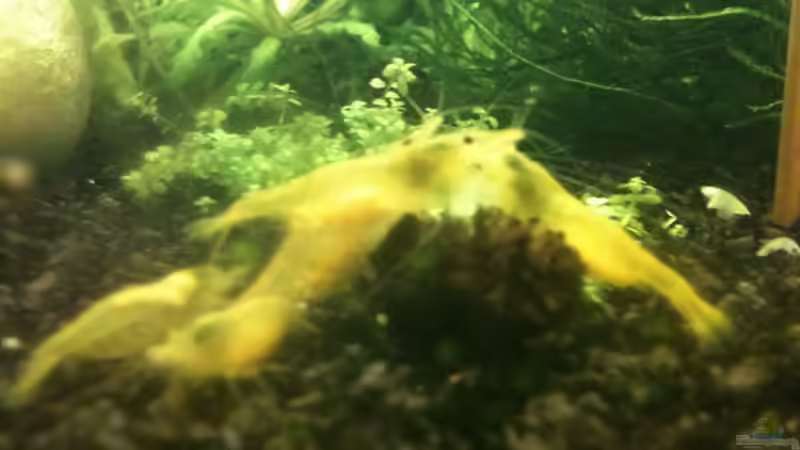 Besatz im Aquarium Becken 16189 von Paul123 (12)