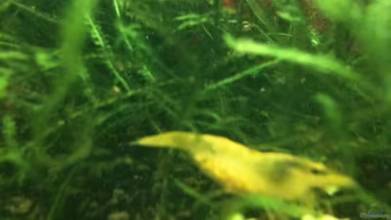 Besatz im Aquarium Becken 16189 von Paul123 (14)