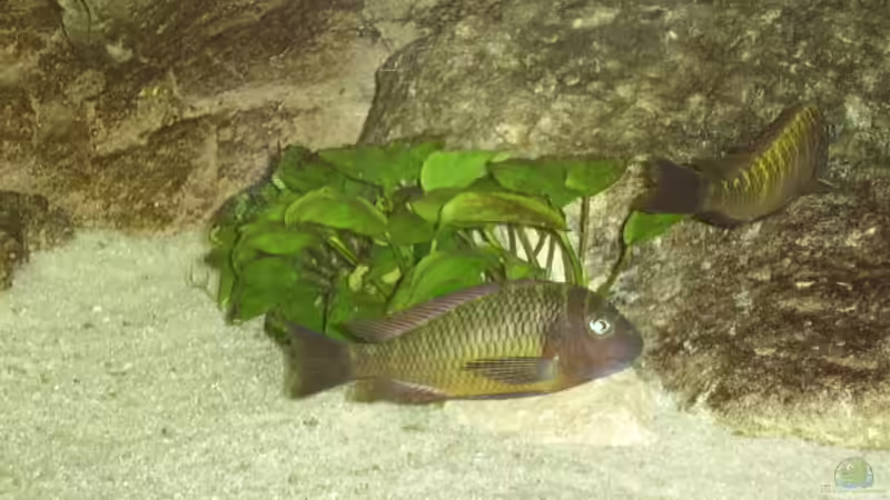 Besatz im Aquarium Becken 1621 von Thomas Kalisch (15)