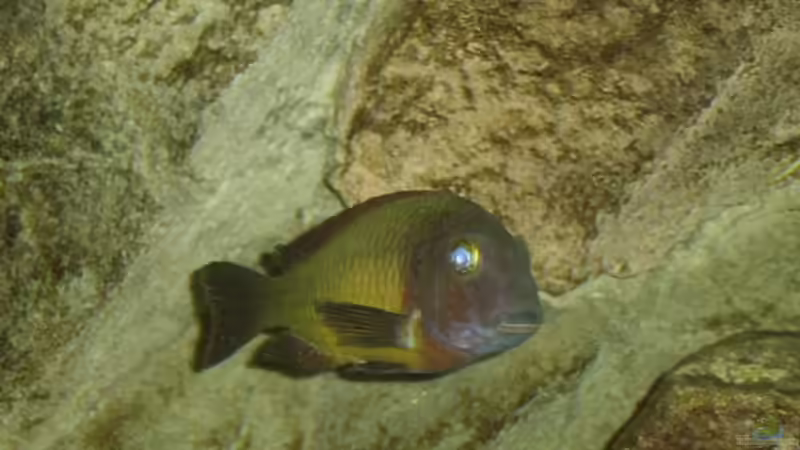 Besatz im Aquarium Becken 1621 von Thomas Kalisch (16)