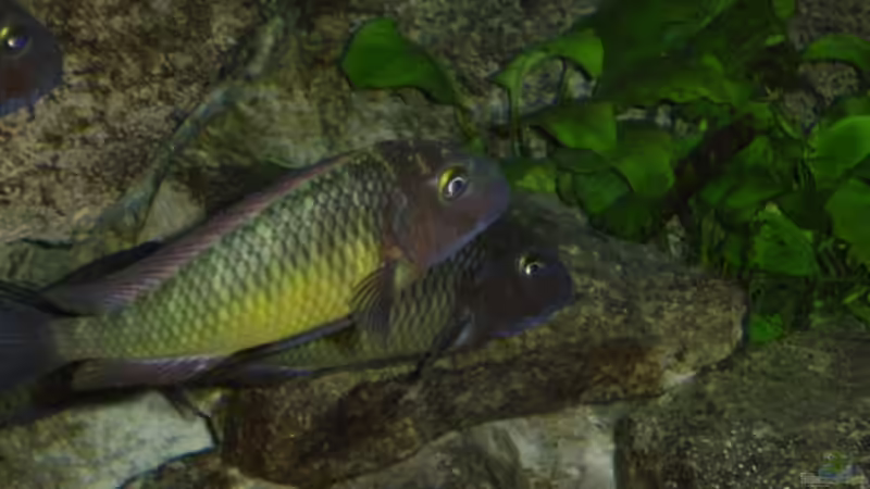 Besatz im Aquarium Becken 1621 von Thomas Kalisch (18)