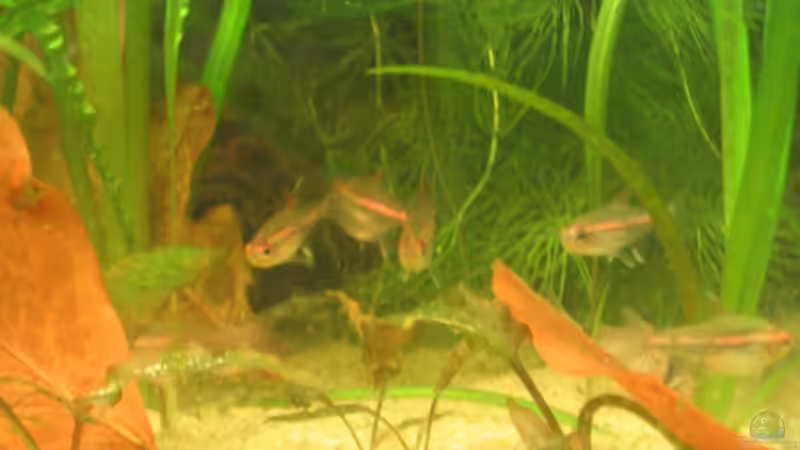 Besatz im Aquarium Becken 1626 von Markus Hutterer (4)