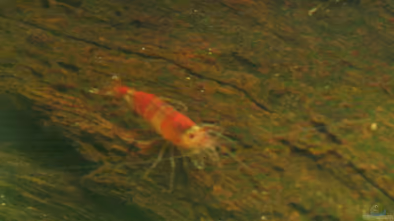 Besatz im Aquarium Becken 1626 von Markus Hutterer (5)