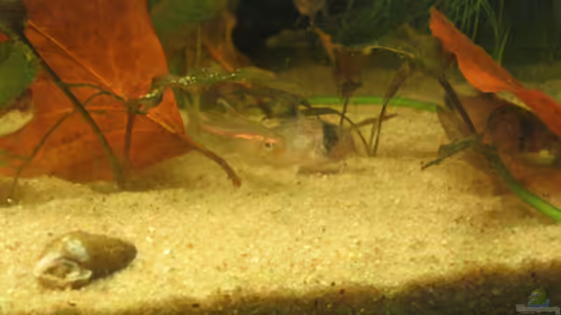 Besatz im Aquarium Becken 1626 von Markus Hutterer (6)