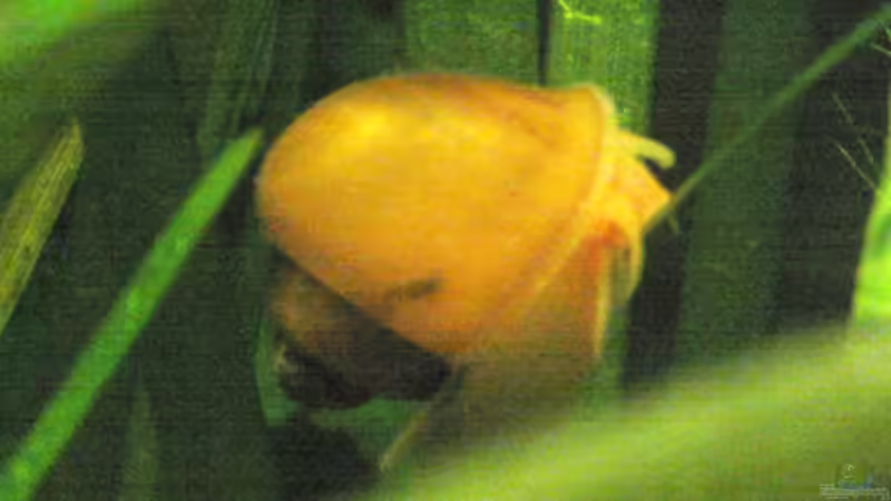 Besatz im Aquarium Becken 1626 von Markus Hutterer (7)