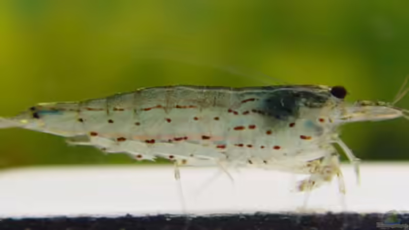 Besatz im Aquarium Becken 1627 von Alexander Schilke (25)