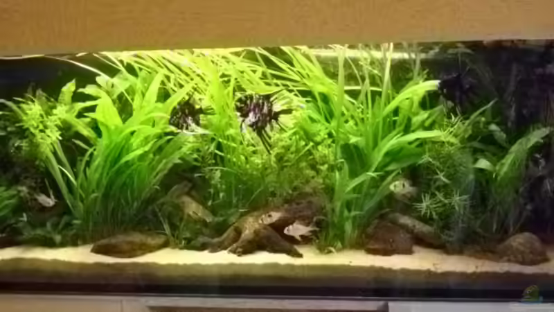 Besatz im Aquarium Becken 16318 von exhhtom64 (10)