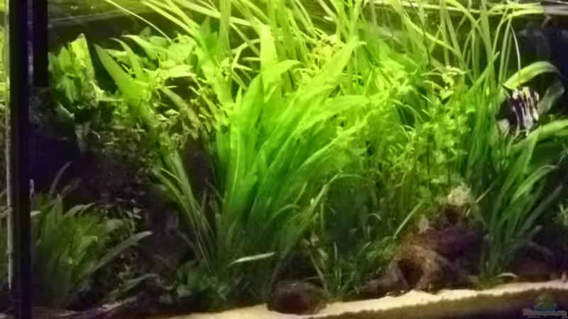 Besatz im Aquarium Becken 16318 von exhhtom64 (14)
