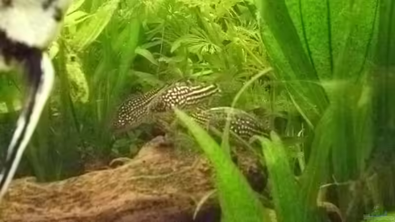 Besatz im Aquarium Becken 16318 von exhhtom64 (15)