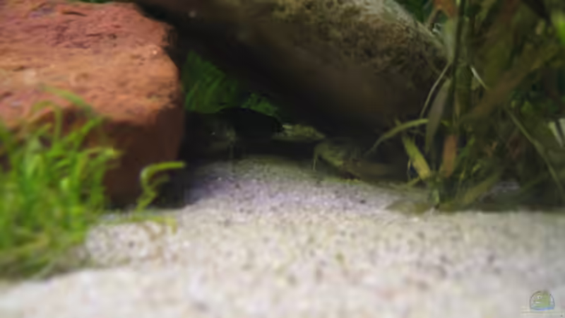 Besatz im Aquarium Becken 16318 von exhhtom64 (6)