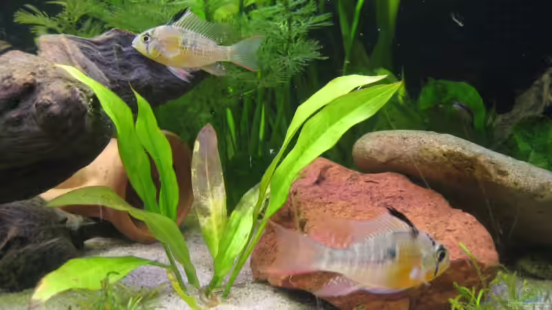 Besatz im Aquarium Becken 16318 von exhhtom64 (7)