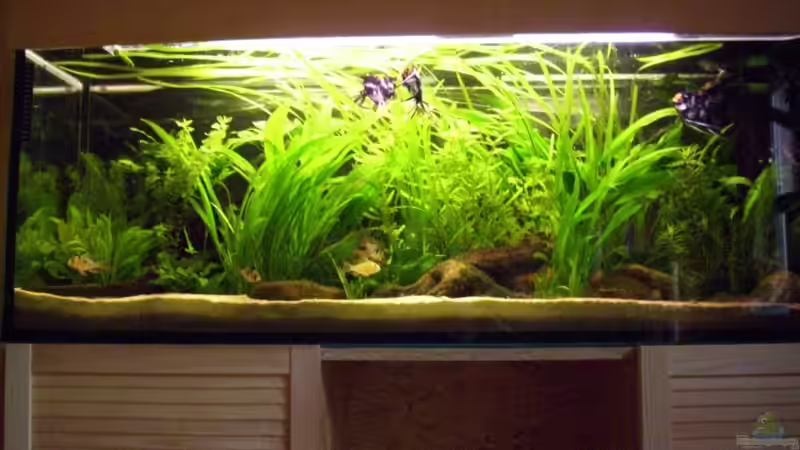 Besatz im Aquarium Becken 16318 von exhhtom64 (8)