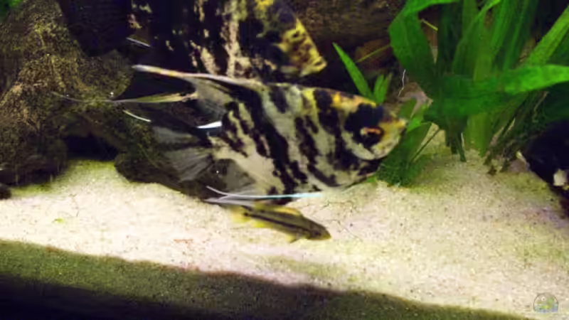 Besatz im Aquarium Becken 16318 von exhhtom64 (9)