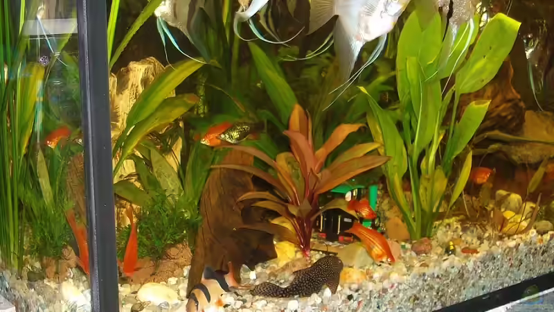 Besatz im Aquarium Becken 16345 von sandmann73 (14)