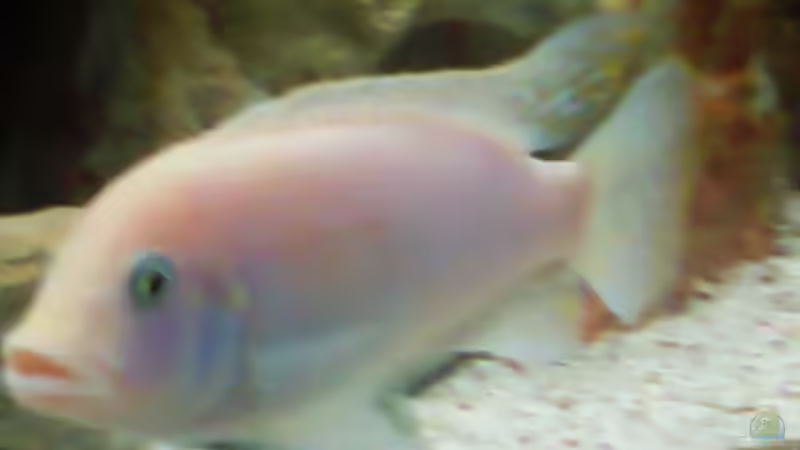 Besatz im Aquarium Becken 16346 von HERZ 2 (8)