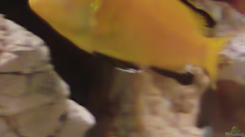 Besatz im Aquarium Becken 16346 von HERZ 2 (9)