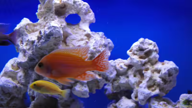 Besatz im Aquarium Becken 16352 von Bruno Wieser (11)