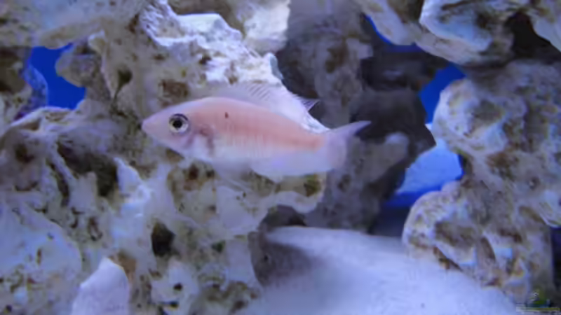 Besatz im Aquarium Becken 16352 von Bruno Wieser (12)