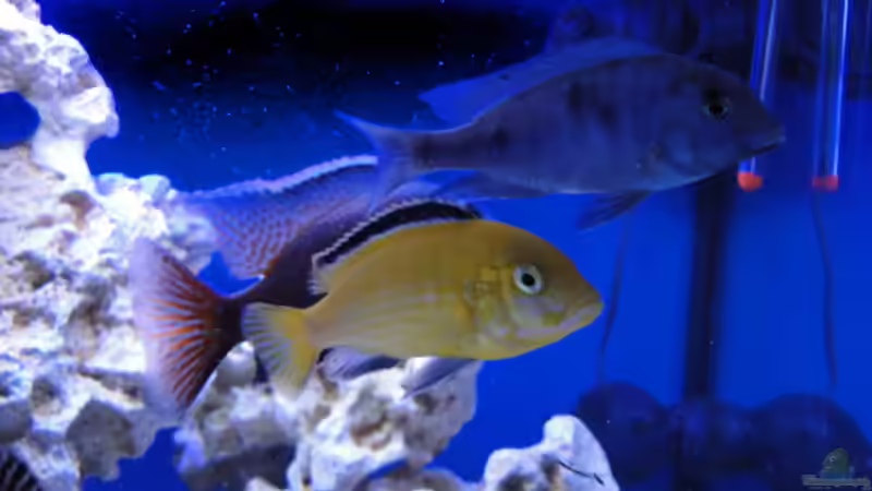 Besatz im Aquarium Becken 16352 von Bruno Wieser (13)