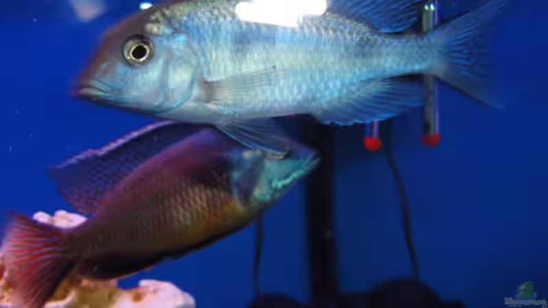 Besatz im Aquarium Becken 16352 von Bruno Wieser (14)