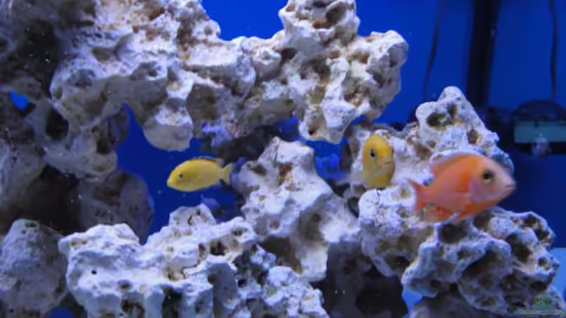 Besatz im Aquarium Becken 16352 von Bruno Wieser (16)