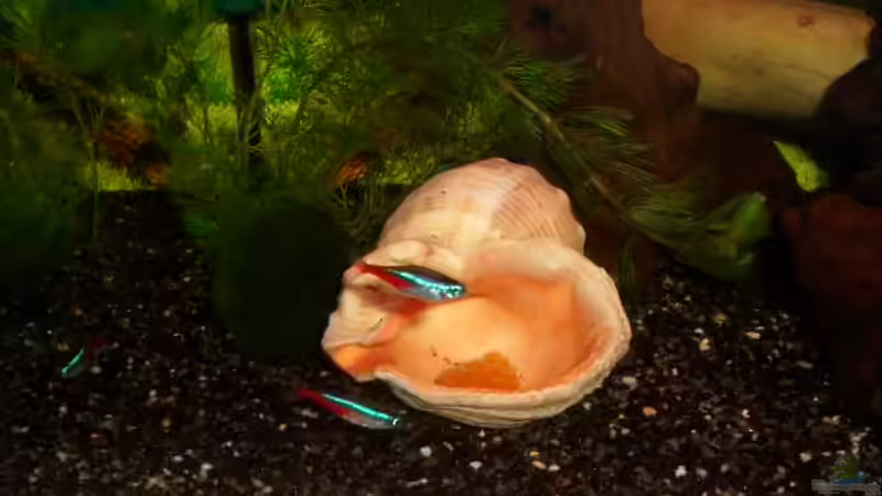 Besatz im Aquarium Becken 1636 von Manuela Schmidt & Marc Weise (10)