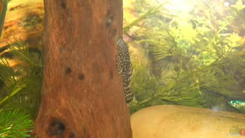 Besatz im Aquarium Becken 1636 von Manuela Schmidt & Marc Weise (11)