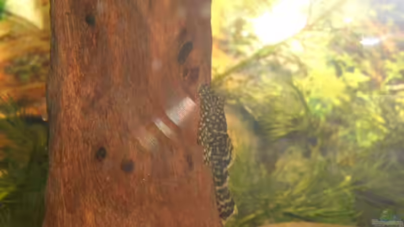 Besatz im Aquarium Becken 1636 von Manuela Schmidt & Marc Weise (9)