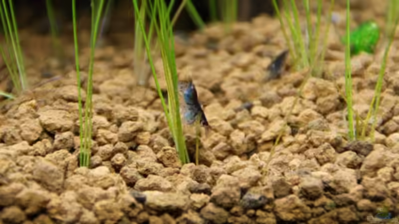 Besatz im Aquarium Becken 16364 von Paul123 (10)