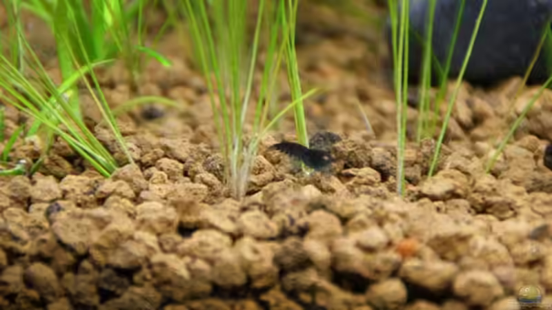 Besatz im Aquarium Becken 16364 von Paul123 (11)