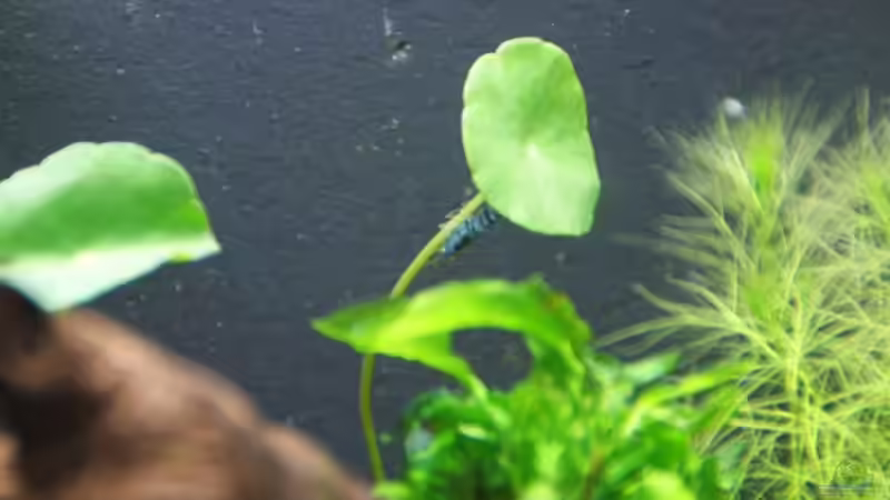 Besatz im Aquarium Becken 16364 von Paul123 (12)