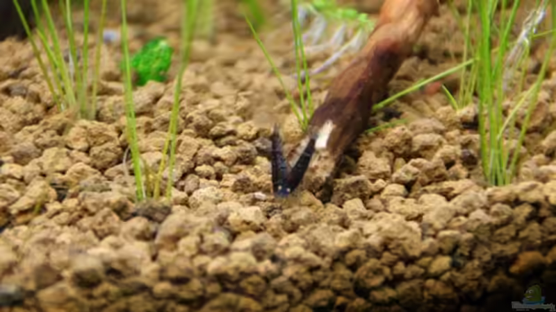 Besatz im Aquarium Becken 16364 von Paul123 (13)