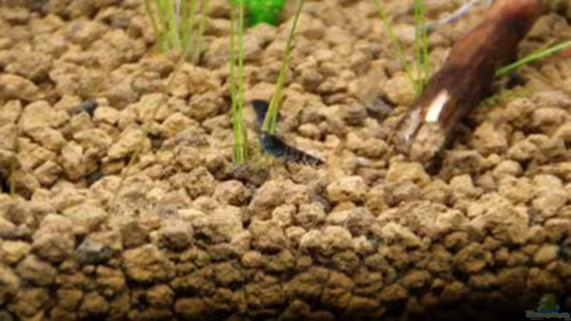 Besatz im Aquarium Becken 16364 von Paul123 (7)