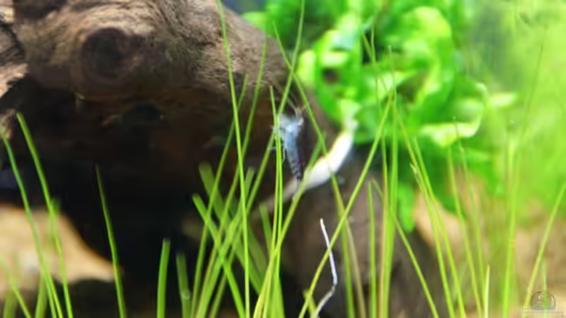 Besatz im Aquarium Becken 16364 von Paul123 (8)