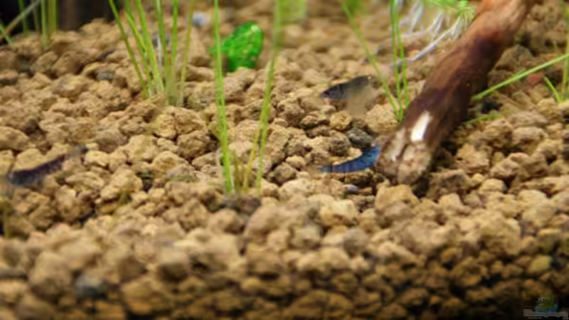 Besatz im Aquarium Becken 16364 von Paul123 (9)