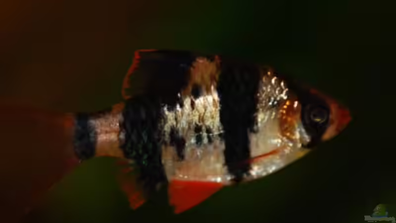 Besatz im Aquarium Becken 16377 von Birgit Brocke (13)