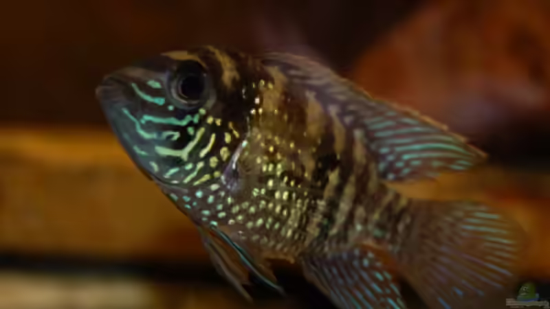 Besatz im Aquarium Becken 16377 von Birgit Brocke (14)