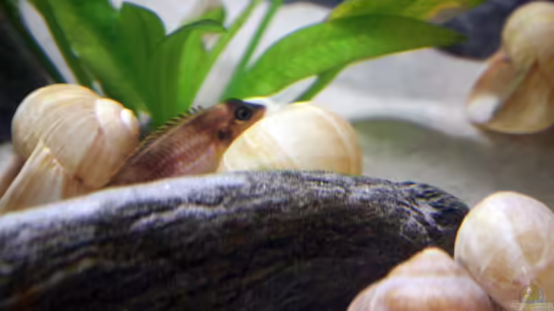 Besatz im Aquarium Becken 16460 von Flo1104 (8)