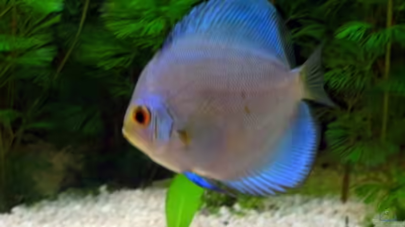 Besatz im Aquarium Becken 16462 von Zeljko Jovanovic (17)