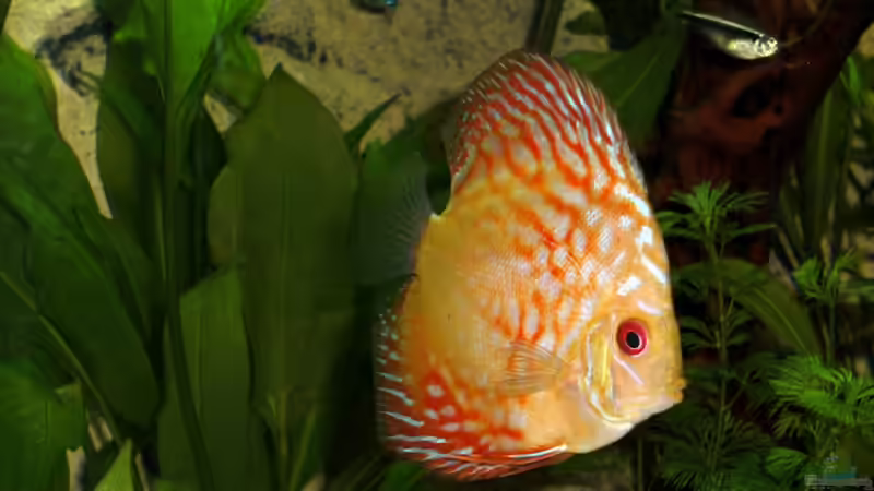 Besatz im Aquarium Becken 16462 von Zeljko Jovanovic (18)