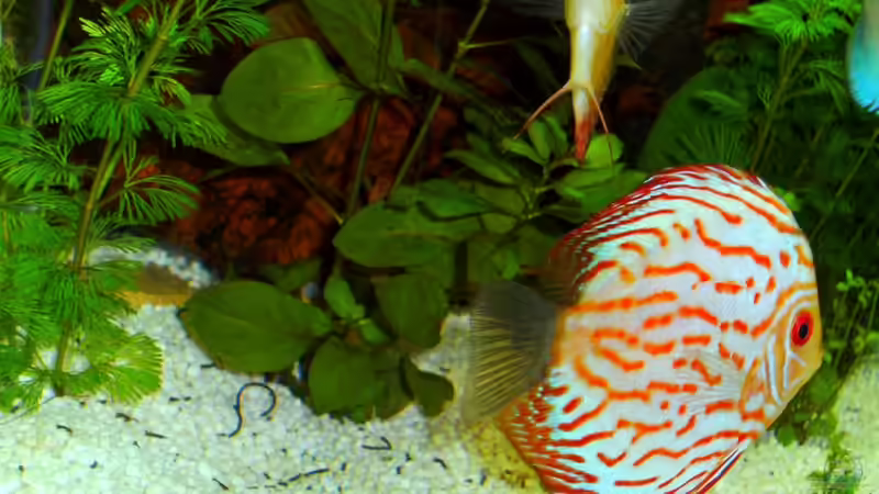 Besatz im Aquarium Becken 16462 von Zeljko Jovanovic (20)