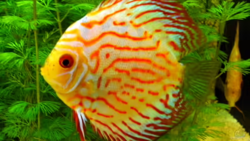 Besatz im Aquarium Becken 16462 von Zeljko Jovanovic (23)