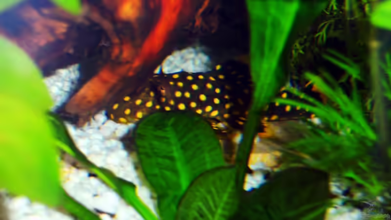 Besatz im Aquarium Becken 16462 von Zeljko Jovanovic (28)