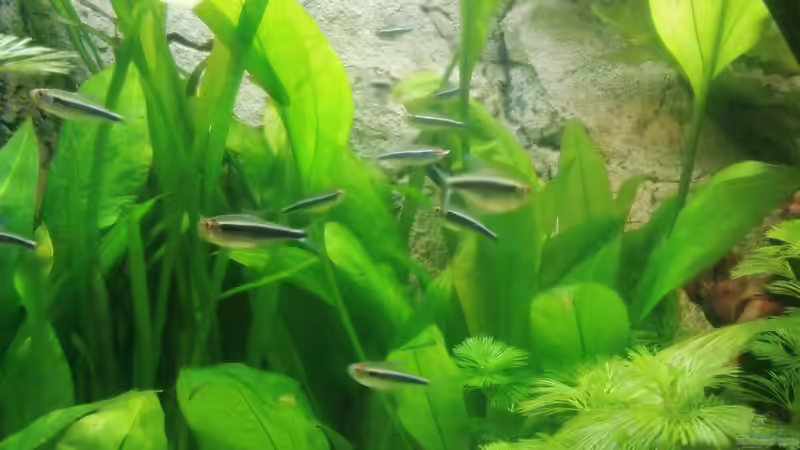 Besatz im Aquarium Becken 16462 von Zeljko Jovanovic (33)