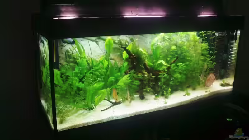 Besatz im Aquarium Becken 16462 von Zeljko Jovanovic (35)