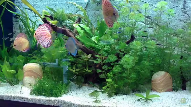 Besatz im Aquarium Becken 16462 von Zeljko Jovanovic (45)